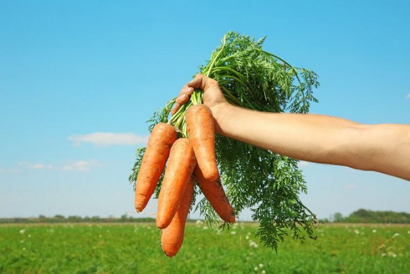 10 продуктов, которые очистят организм, Морковь 